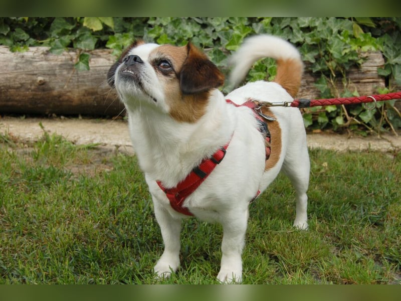 Mr Joschi - kleiner Charakterkopf - Tierhilfe Franken e.V.