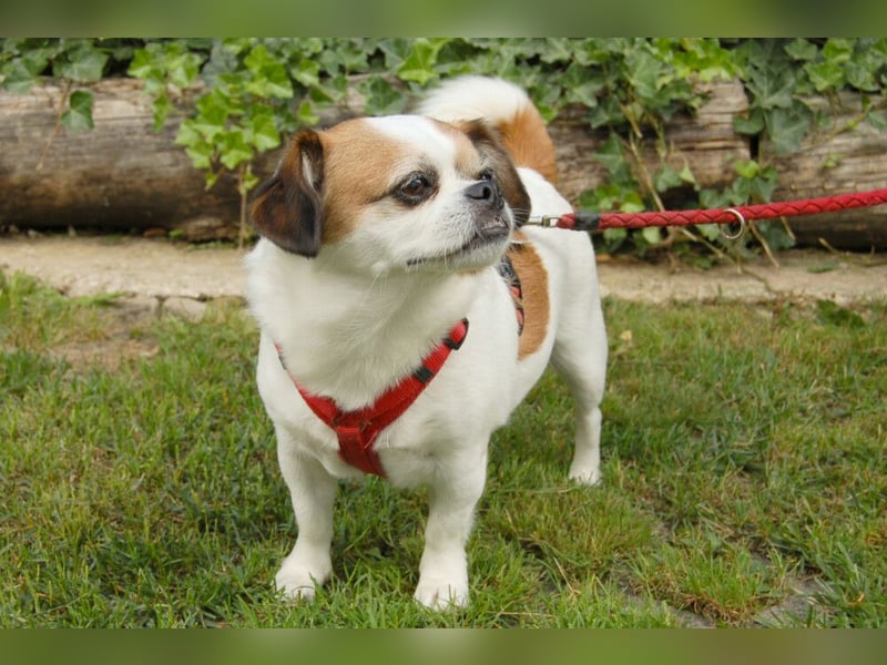 Mr Joschi - kleiner Charakterkopf - Tierhilfe Franken e.V.