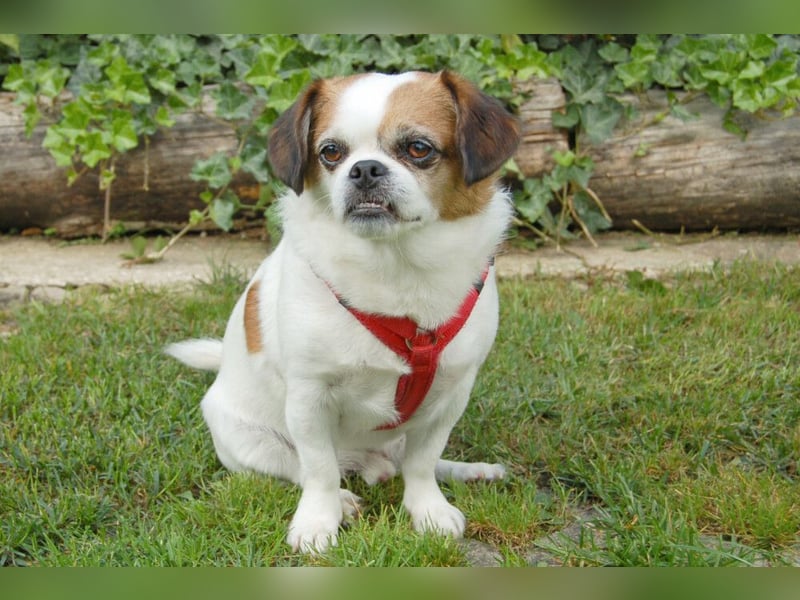 Mr Joschi - kleiner Charakterkopf - Tierhilfe Franken e.V.