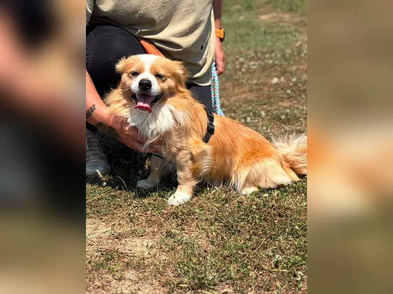 Toro, kleiner Pekinese sucht liebevolles Zuhause