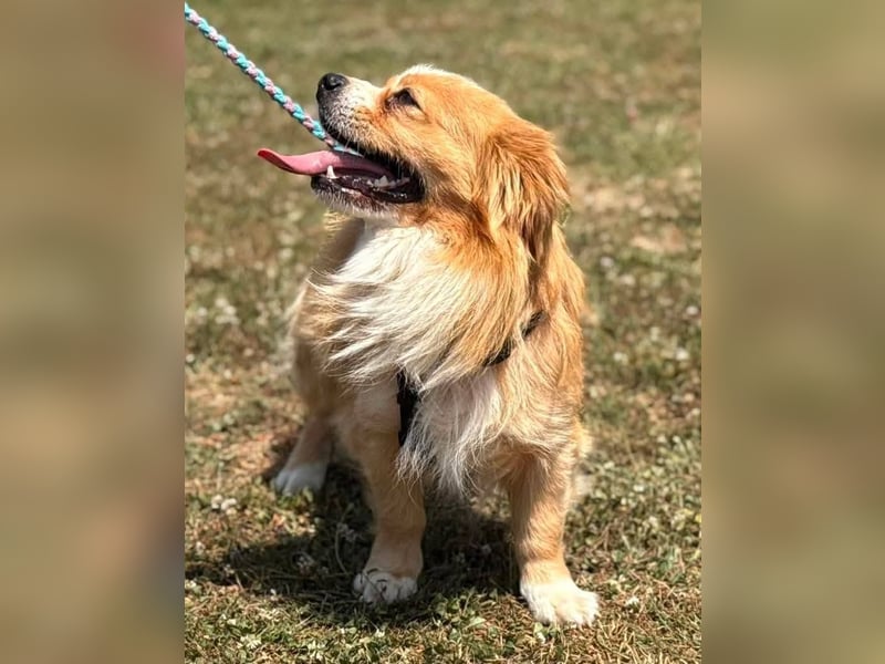 Toro, kleiner Pekinese sucht liebevolles Zuhause