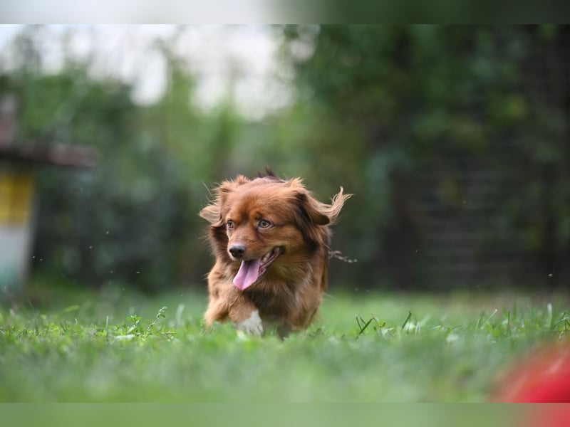 Aldo, liebenswerter kleiner Pekinesenmischling