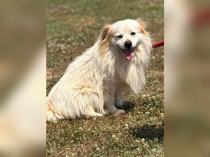 Greg, kleiner Pekinese sucht liebevolles Zuhause