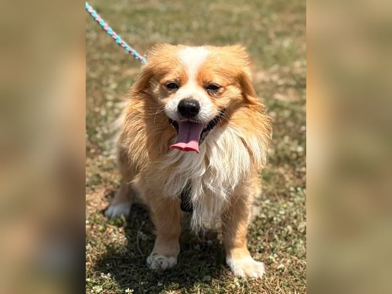 Toro, kleiner Pekinese sucht liebevolles Zuhause