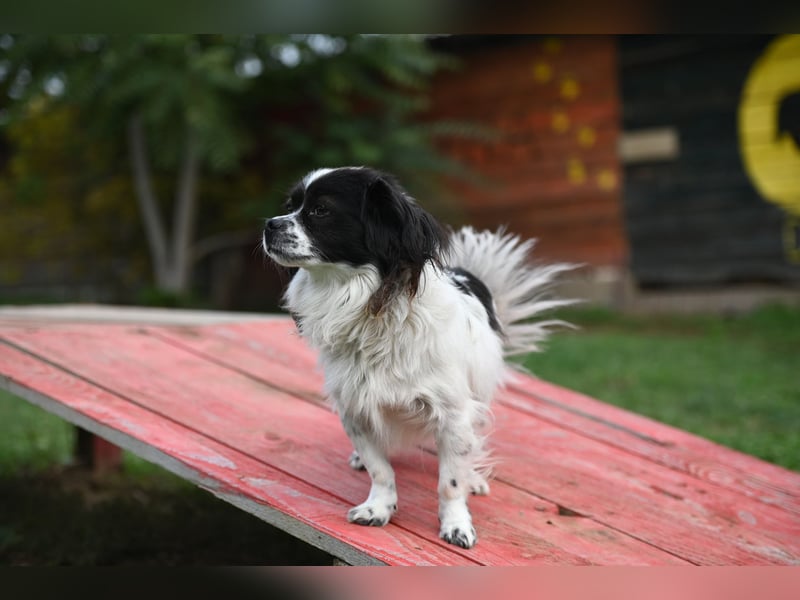 Gizmo, freundlicher Pekinesenmischling sucht liebevolles Zuhause