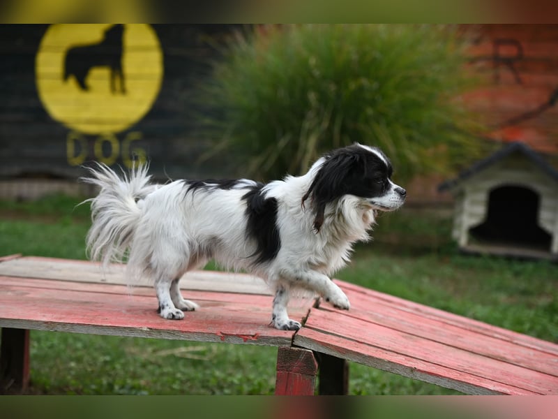 Gizmo, freundlicher Pekinesenmischling sucht liebevolles Zuhause