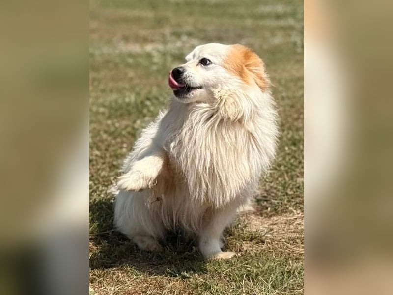 Greg, kleiner Pekinese sucht liebevolles Zuhause