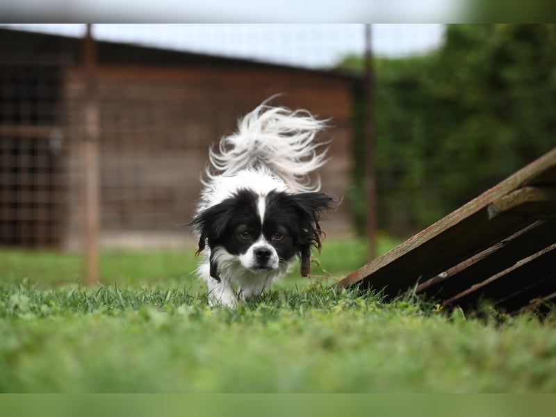 Gizmo, freundlicher Pekinesenmischling sucht liebevolles Zuhause