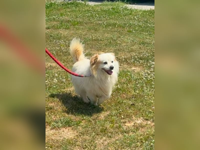 Greg, kleiner Pekinese sucht liebevolles Zuhause