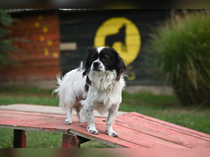 Gizmo, freundlicher Pekinesenmischling sucht liebevolles Zuhause