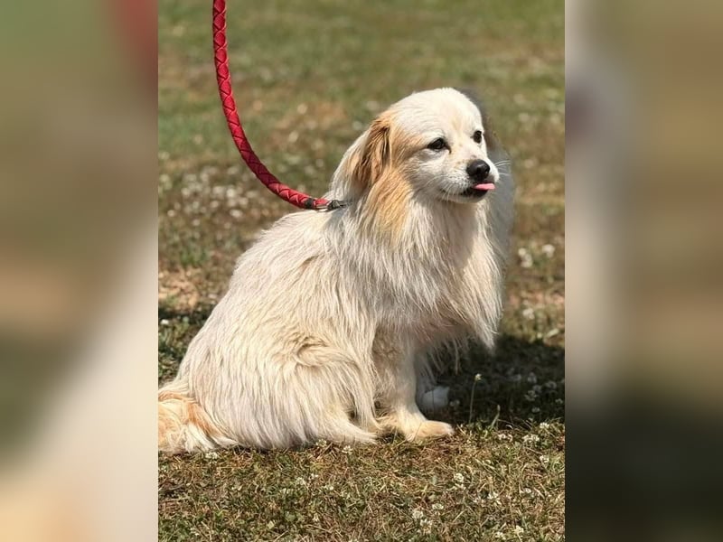 Greg, kleiner Pekinese sucht liebevolles Zuhause