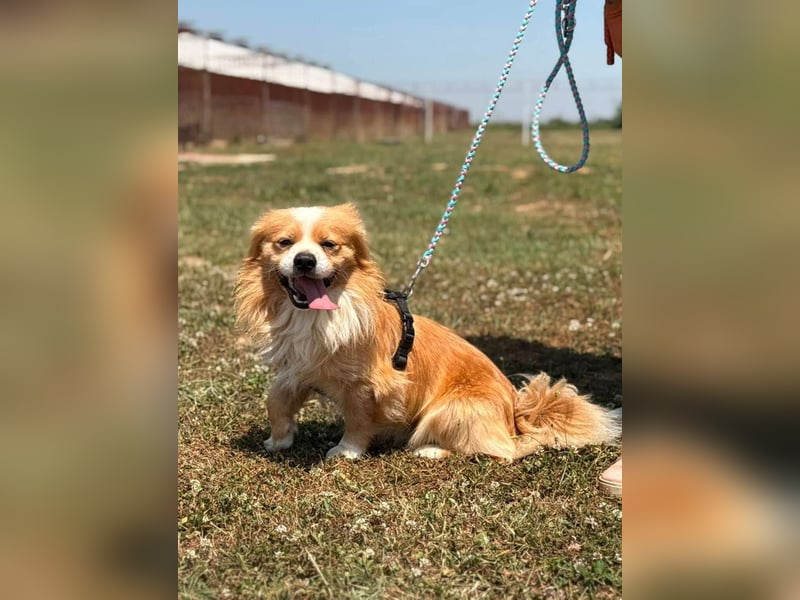 Toro, kleiner Pekinese sucht liebevolles Zuhause