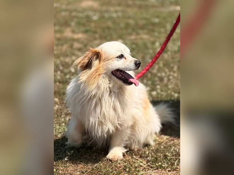 Greg, kleiner Pekinese sucht liebevolles Zuhause