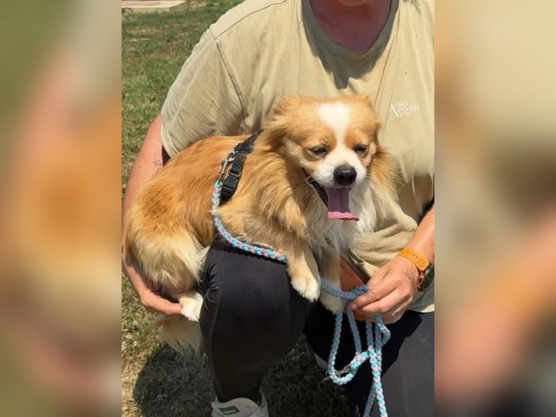 Toro, kleiner Pekinese sucht liebevolles Zuhause