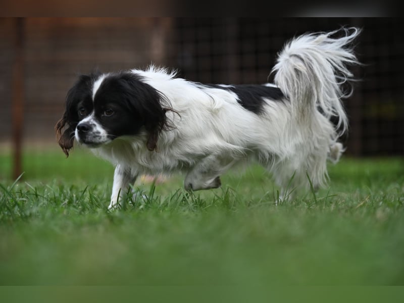 Gizmo, freundlicher Pekinesenmischling sucht liebevolles Zuhause