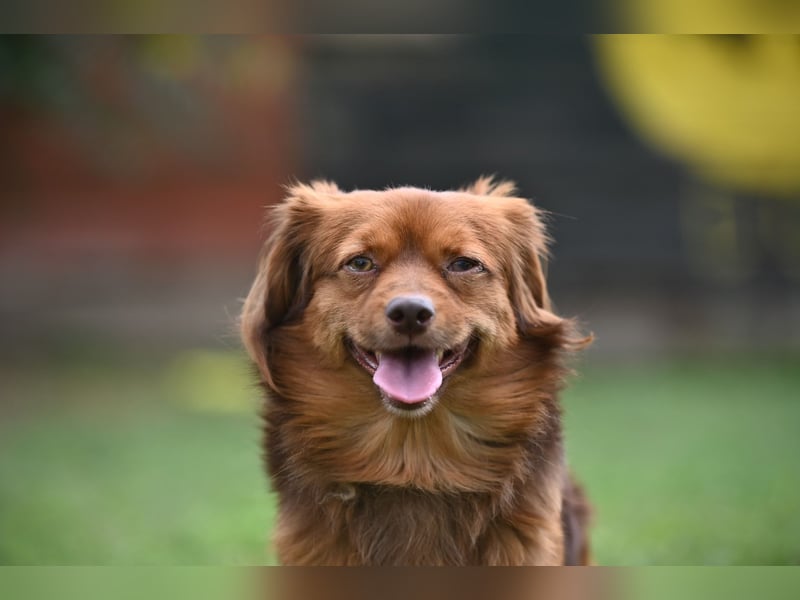 Aldo, liebenswerter kleiner Pekinesenmischling