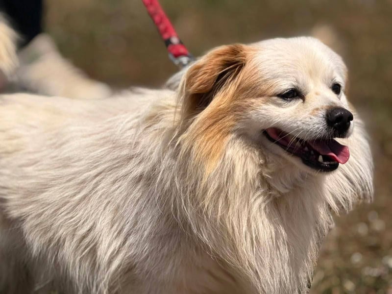 Greg, kleiner Pekinese sucht liebevolles Zuhause