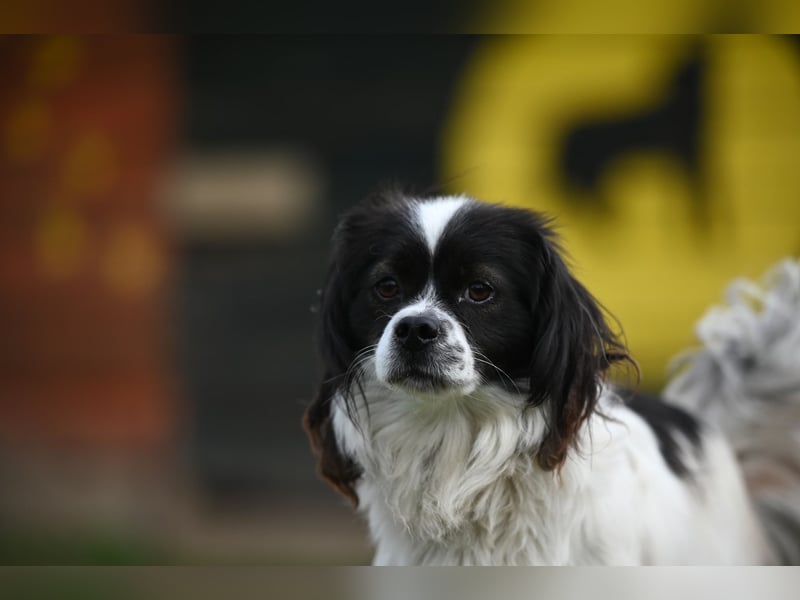 Gizmo, freundlicher Pekinesenmischling sucht liebevolles Zuhause