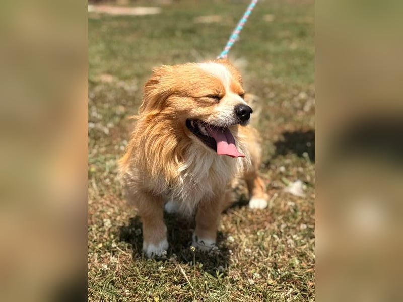 Toro, kleiner Pekinese sucht liebevolles Zuhause