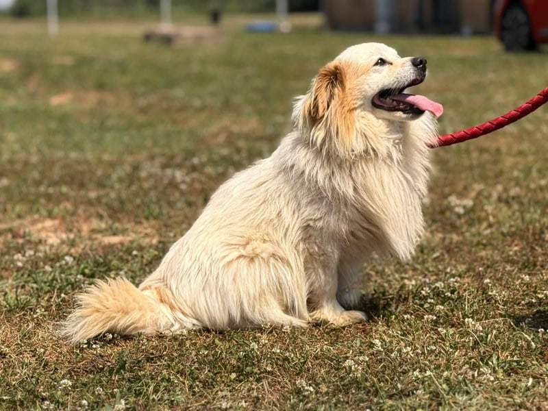 Greg, kleiner Pekinese sucht liebevolles Zuhause