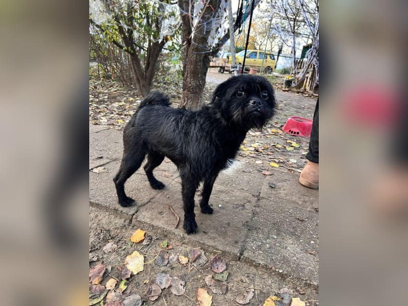 Elaine - verschmust & freundlich, genießt die Nähe der Menschen