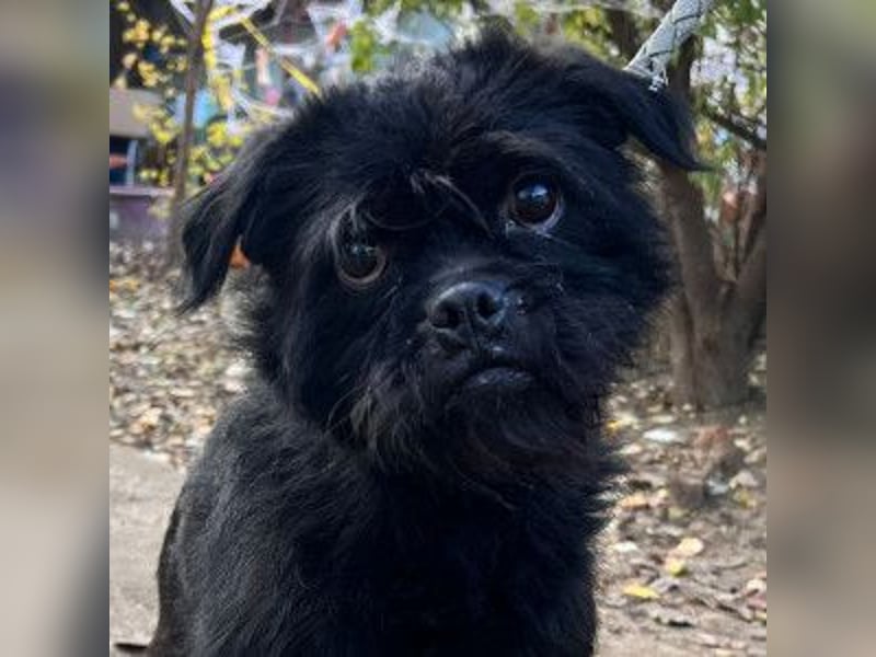 Elaine - verschmust & freundlich, genießt die Nähe der Menschen