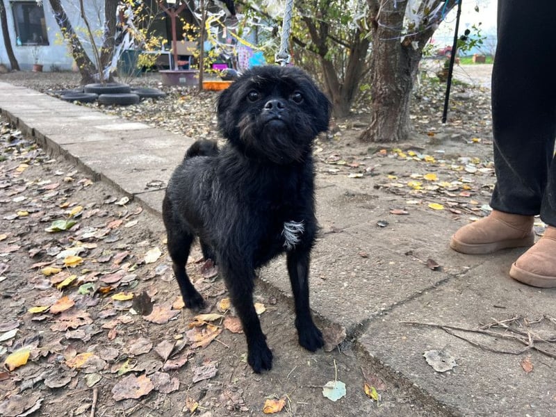 Elaine - auf PS in 53797 Lohmar - verschmust & freundlich, genießt die Nähe der Menschen