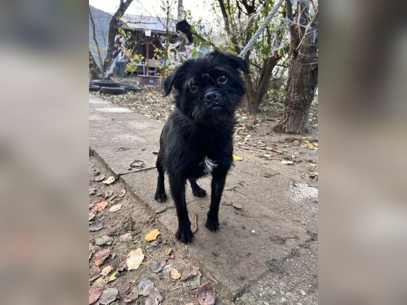 Elaine - verschmust & freundlich, genießt die Nähe der Menschen