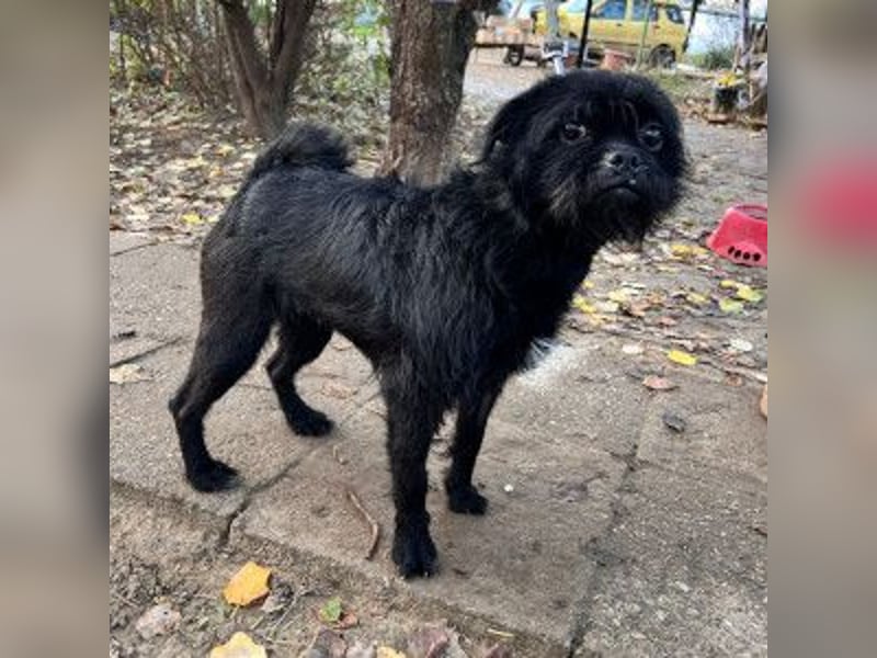 Elaine - auf PS in 53797 Lohmar - verschmust & freundlich, genießt die Nähe der Menschen