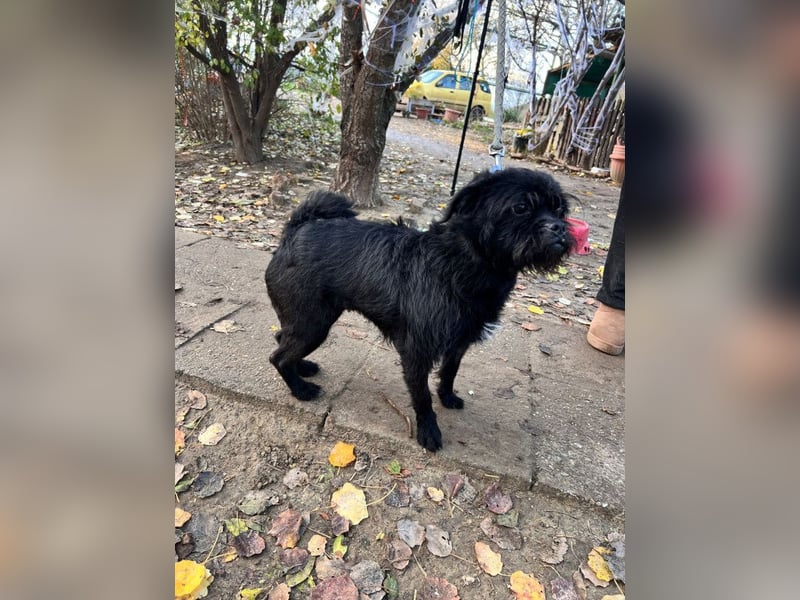 Elaine - verschmust & freundlich, genießt die Nähe der Menschen