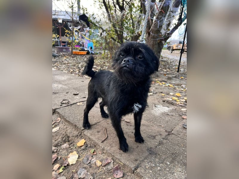 Elaine - auf PS in 53797 Lohmar - verschmust & freundlich, genießt die Nähe der Menschen