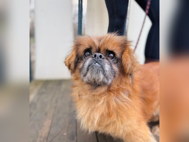 Döme -Liebevolles Zuhause für ruhigen Senior gesucht!