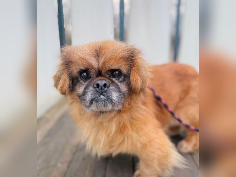 Döme -Liebevolles Zuhause für ruhigen Senior gesucht!