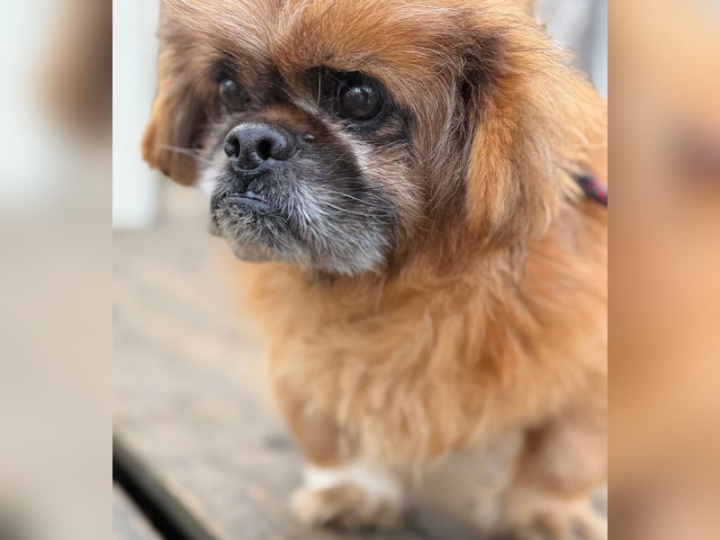 Döme -Liebevolles Zuhause für ruhigen Senior gesucht!