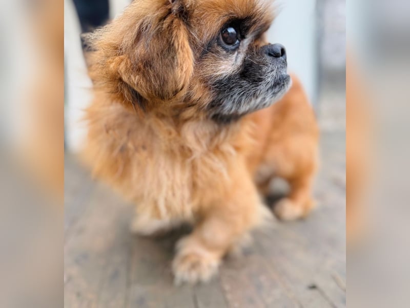 Döme -Liebevolles Zuhause für ruhigen Senior gesucht!