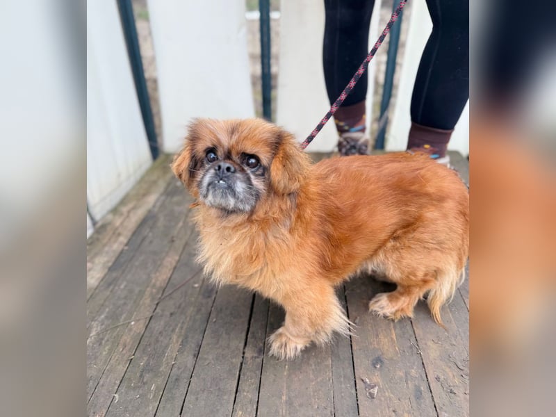 Döme -Liebevolles Zuhause für ruhigen Senior gesucht!