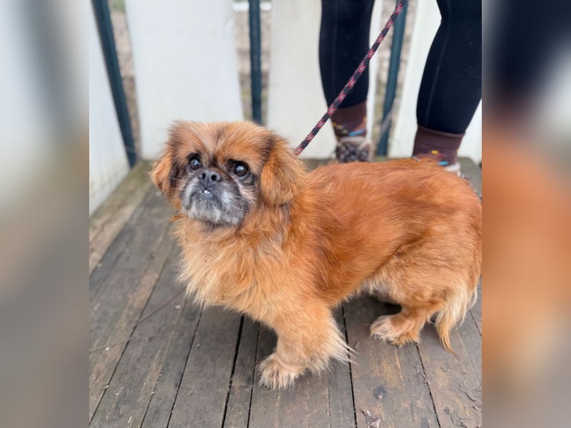 Döme -Liebevolles Zuhause für ruhigen Senior gesucht!