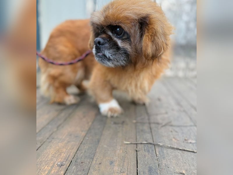 Döme -Liebevolles Zuhause für ruhigen Senior gesucht!