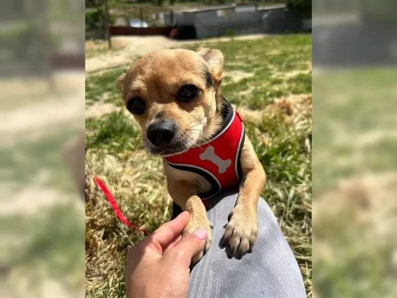 Turbo - kleiner Charmeur mit großem Hundeherz sucht sein Zuhause