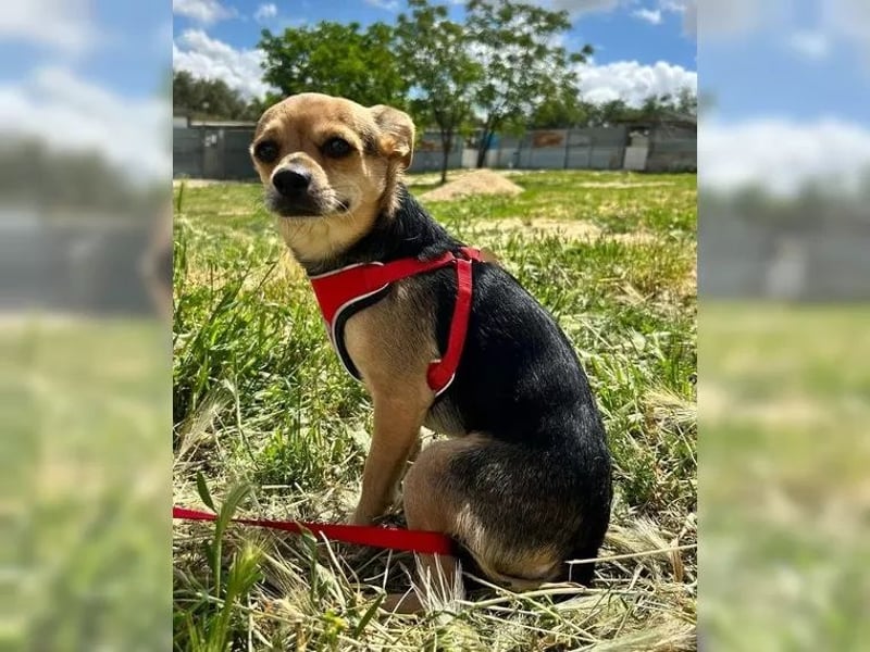Turbo - kleiner Charmeur mit großem Hundeherz sucht sein Zuhause