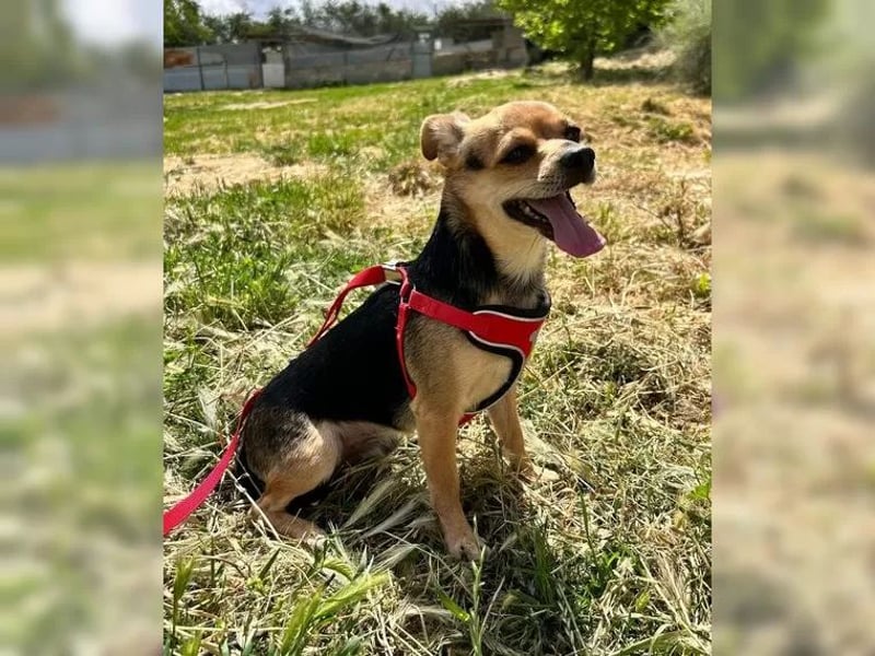 Turbo - kleiner Charmeur mit großem Hundeherz sucht sein Zuhause