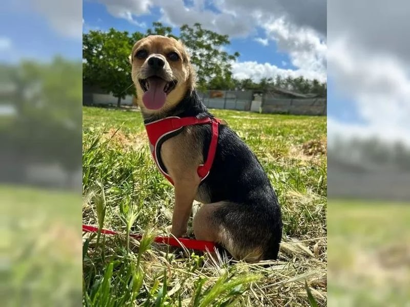 Turbo - kleiner Charmeur mit großem Hundeherz sucht sein Zuhause