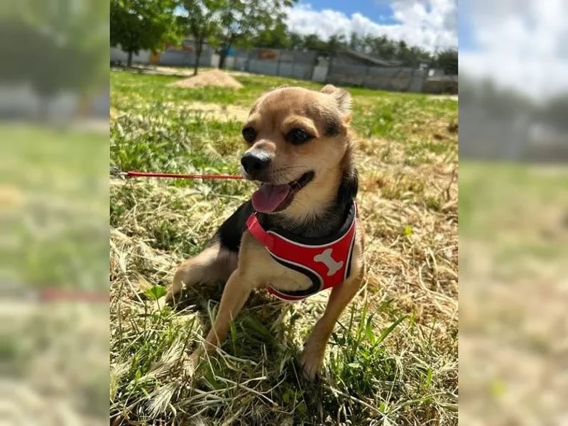 Turbo - kleiner Charmeur mit großem Hundeherz sucht sein Zuhause