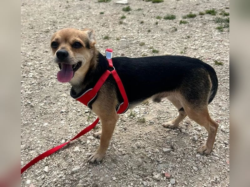 Turbo - kleiner Charmeur mit großem Hundeherz sucht sein Zuhause