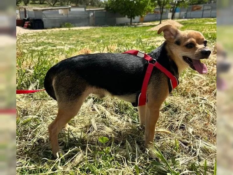 Turbo - kleiner Charmeur mit großem Hundeherz sucht sein Zuhause