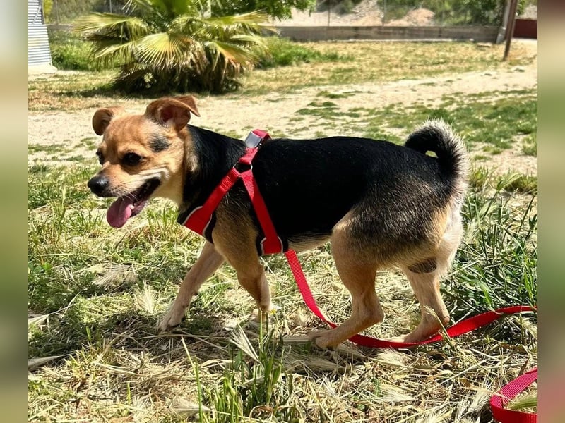 Turbo - kleiner Charmeur mit großem Hundeherz sucht sein Zuhause