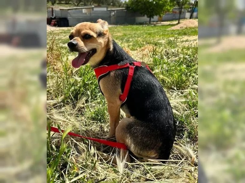 Turbo - kleiner Charmeur mit großem Hundeherz sucht sein Zuhause