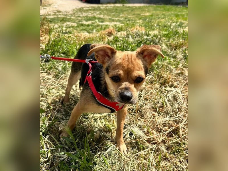 Turbo - kleiner Charmeur mit großem Hundeherz sucht sein Zuhause