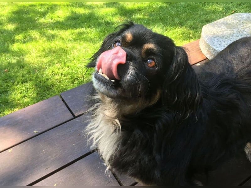 Nannos Charme muss man einfach erliegen! (15345 Reichenow-Möglin)