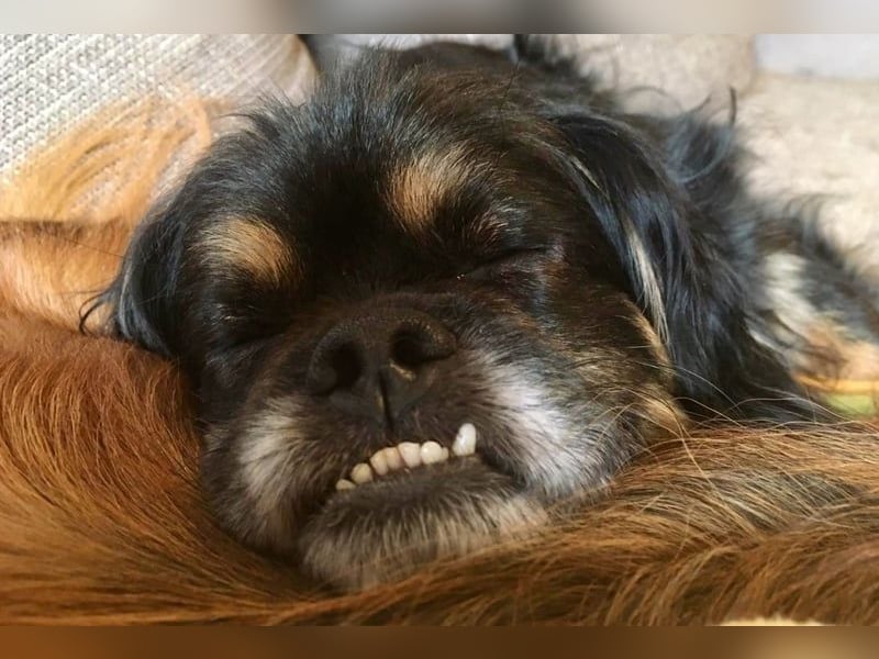 Nannos Charme muss man einfach erliegen! (15345 Reichenow-Möglin)